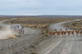 Errores comunes de los turistas al manejar en la Patagonia